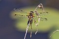 IMG_1592 Libellula quadrimaculata